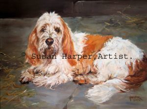 Copyright basset griffon vendeen (grand) 4