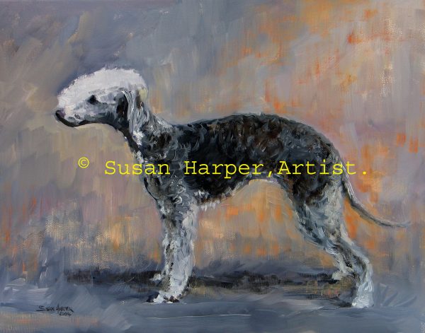 copyright Bedlington Terrier 1