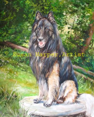 copyright Belgian Shepherd Dog 1