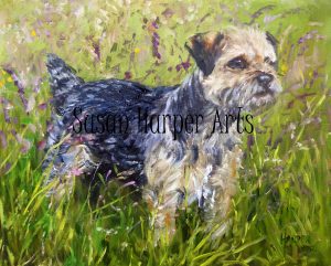 copyright Border Terrier 2