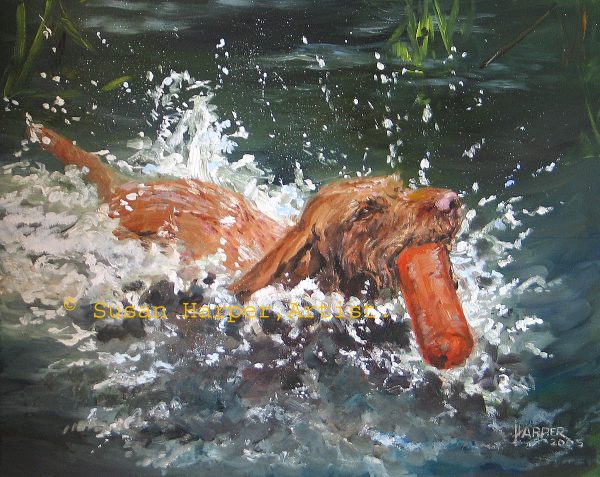 copyright Hungarian Wire-haired Vizsla 2