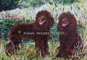 copyright Irish Water Spaniel 1