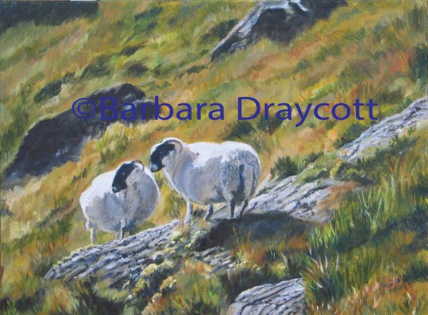 copyright Sheep Scotland