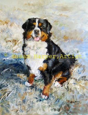 copyright bernese mountain dog 1