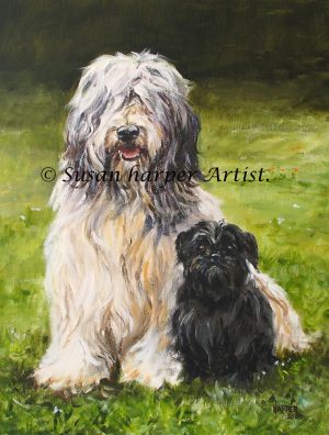 collie-bearded 16