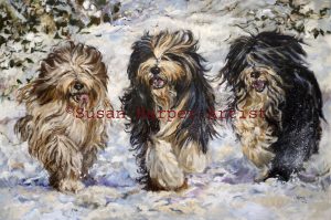 copyright collie-bearded 31