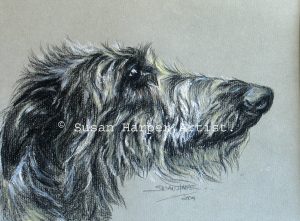 copyright deerhound 6