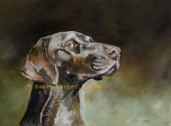 copyright german shorthaired pointer 2