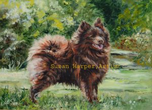 copyright german spitz 1