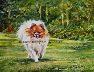 copyright german spitz 2