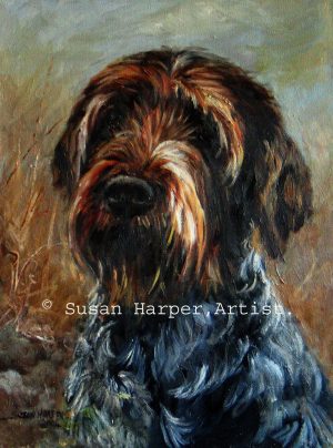 copyright german wire-haired pointer 1