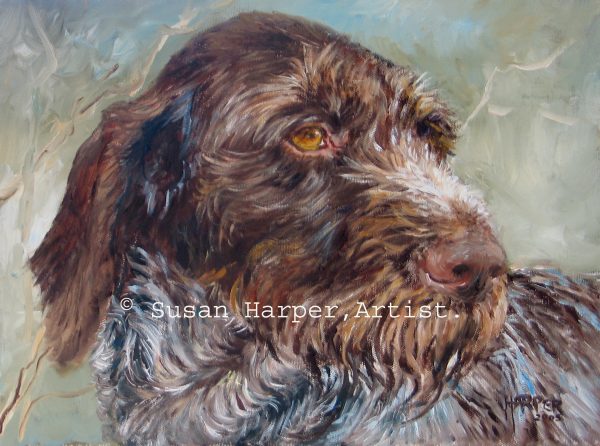 copyright german wire-haired pointer 2