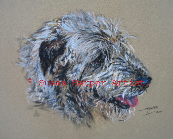 copyright irish Wolfhound 24