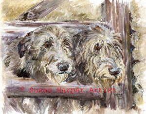 copyright irish wolfhound 17