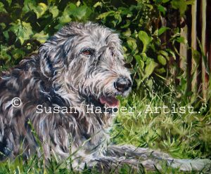 copyright irish wolfhound 9