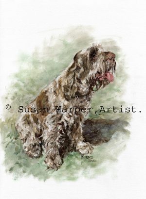 copyright italian spinone 10