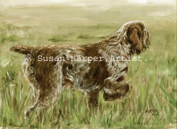 copyright italian spinone 11