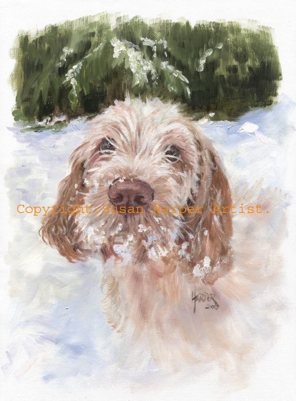 copyright italian spinone 12