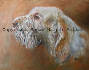 copyright italian spinone 13