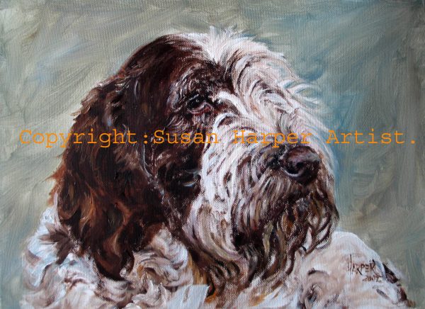 copyright italian spinone 14