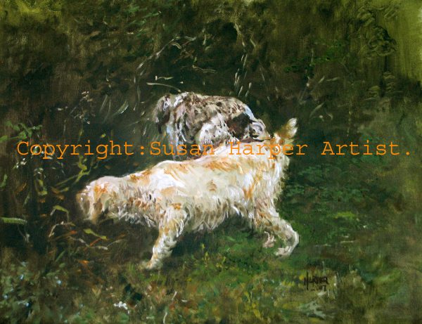 copyright italian spinone 15