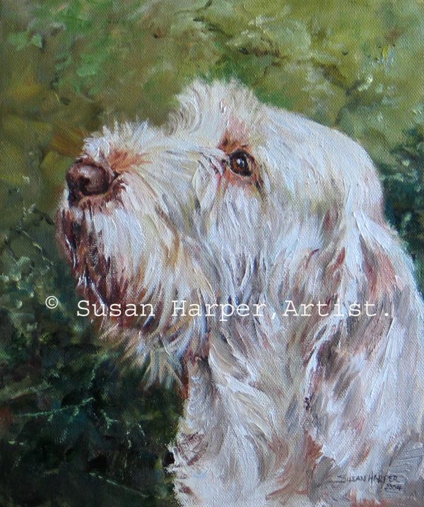 copyright italian spinone 2