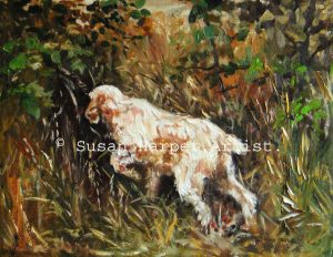 copyright italian spinone 3