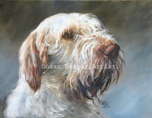 copyright italian spinone 6