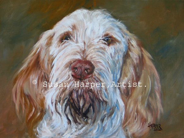 copyright italian spinone 7