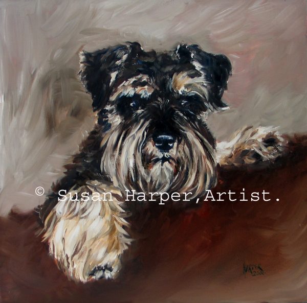 copyright miniature Schnauzer 1