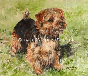 copyright Norfolk Terrier 1