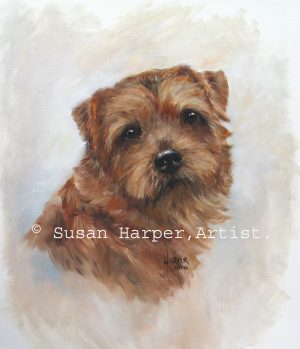 copyright Norfolk Terrier 2