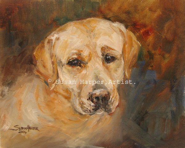 copyright Retriever-labrador 4