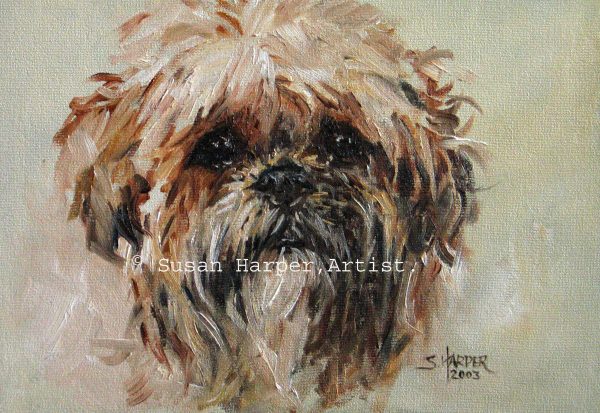 copyright Shih Tzu 13