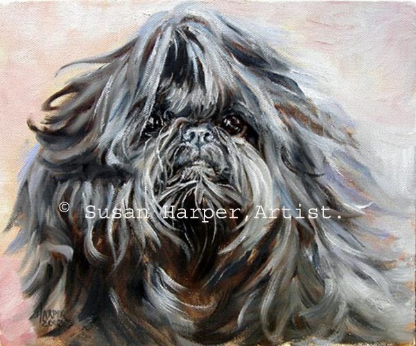 copyright Shih Tzu 14