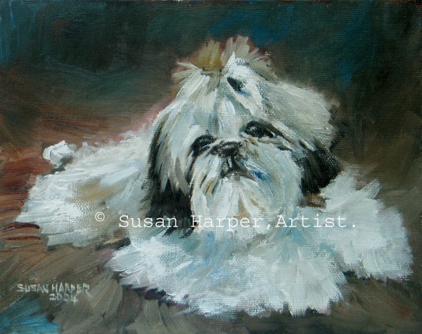 copyright Shih tzu 16