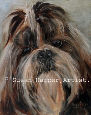 copyright Shih tzu 18