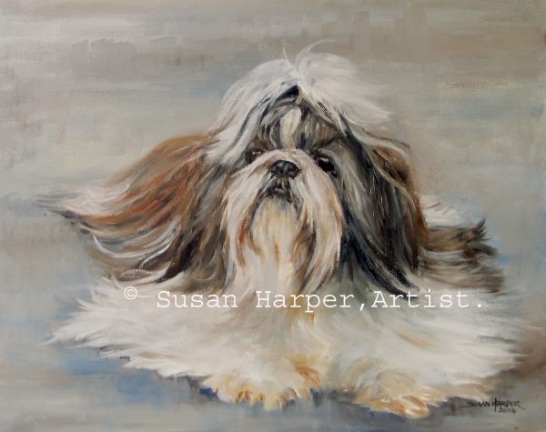 copyright Shih tzu 19