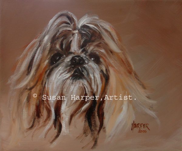 copyright Shih tzu 25