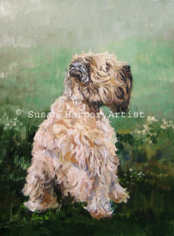 copyright Soft Coated Wheaten Terrier 1