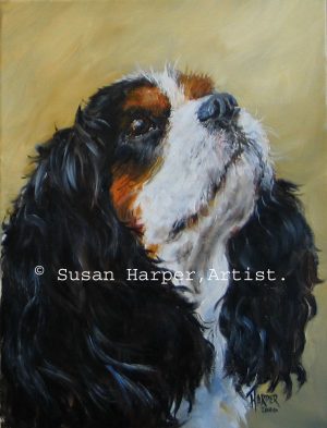 Cavalier King Charles Spaniel 2