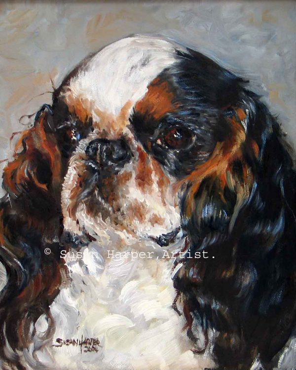 copyright Spaniel-King Charles 2