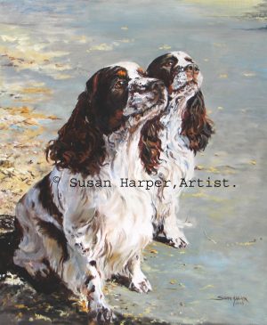 copyright Spaniel-english springer 1