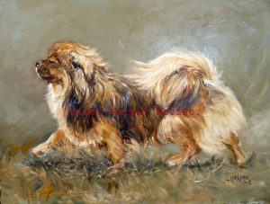 copyright Tibetan Spaniel 11