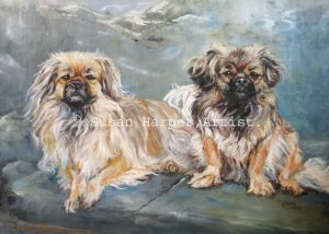 copyright Tibetan Spaniel 6