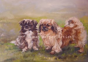 copyright Tibetan Spaniel 7