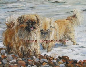 copyright Tibetan spaniel 10