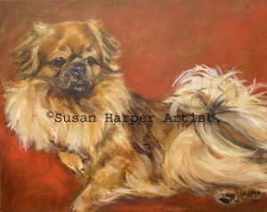 copyright Tibetan spaniel 12