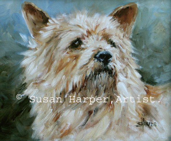 copyright norwich terrier 1