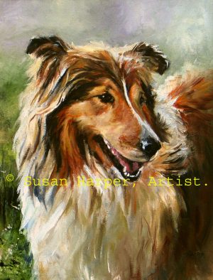 copyright rough collie 1